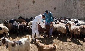 مایه‌کوبی رایگان تب‌برفکی دام در کردستان پایان یافت