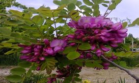 خواص درمانی گیاه اقاقیا