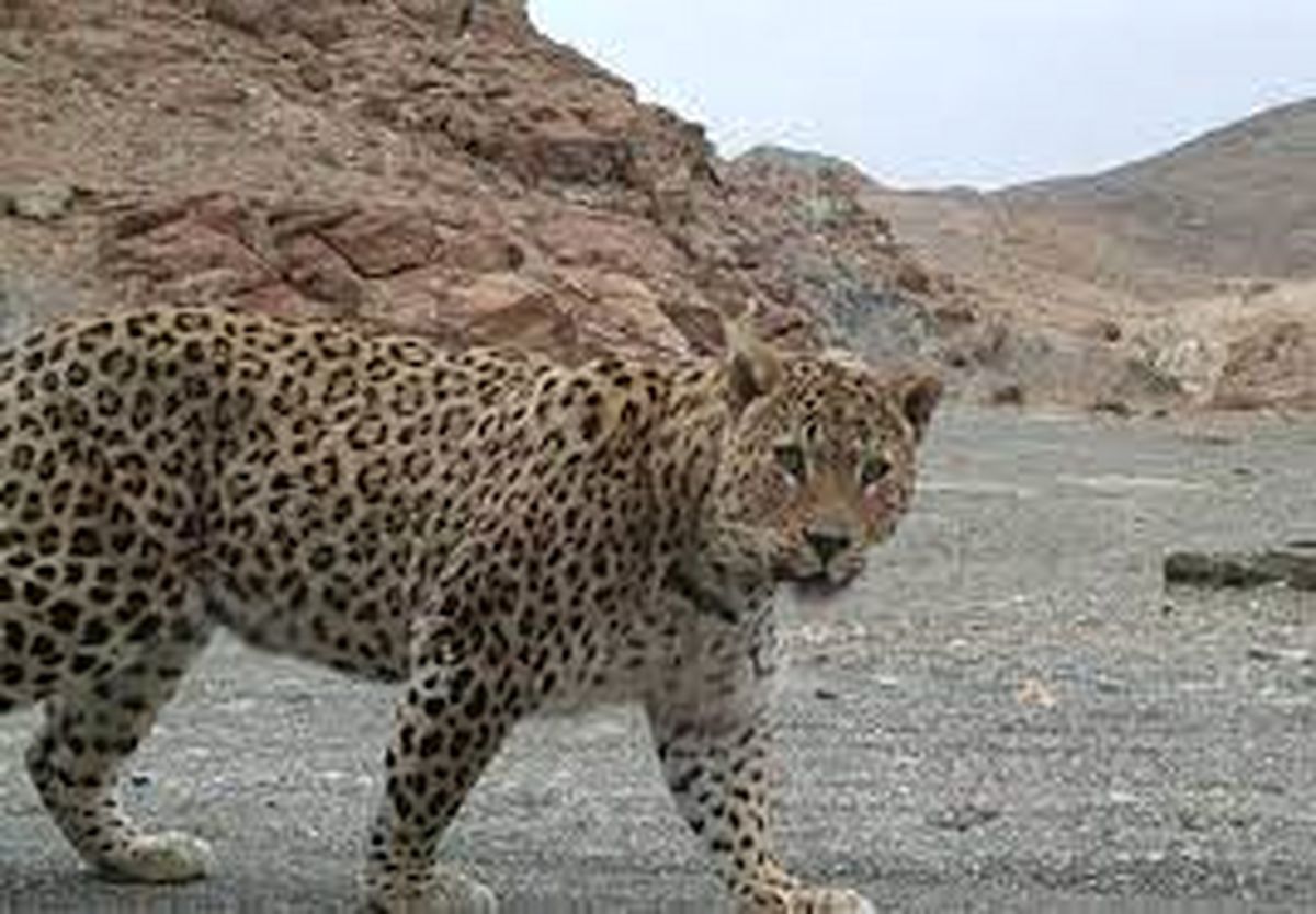 تلاش برای احیای یک گونه در معرض خطر/ تصاویر نادری از پلنگ آموز به همراه سه توله‌اش/ ویدئو