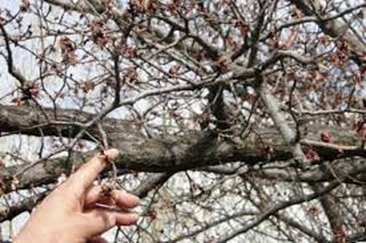 تحمیل خسارت به بیش از ۱۰ هزار هکتار از باغات استان مرکزی