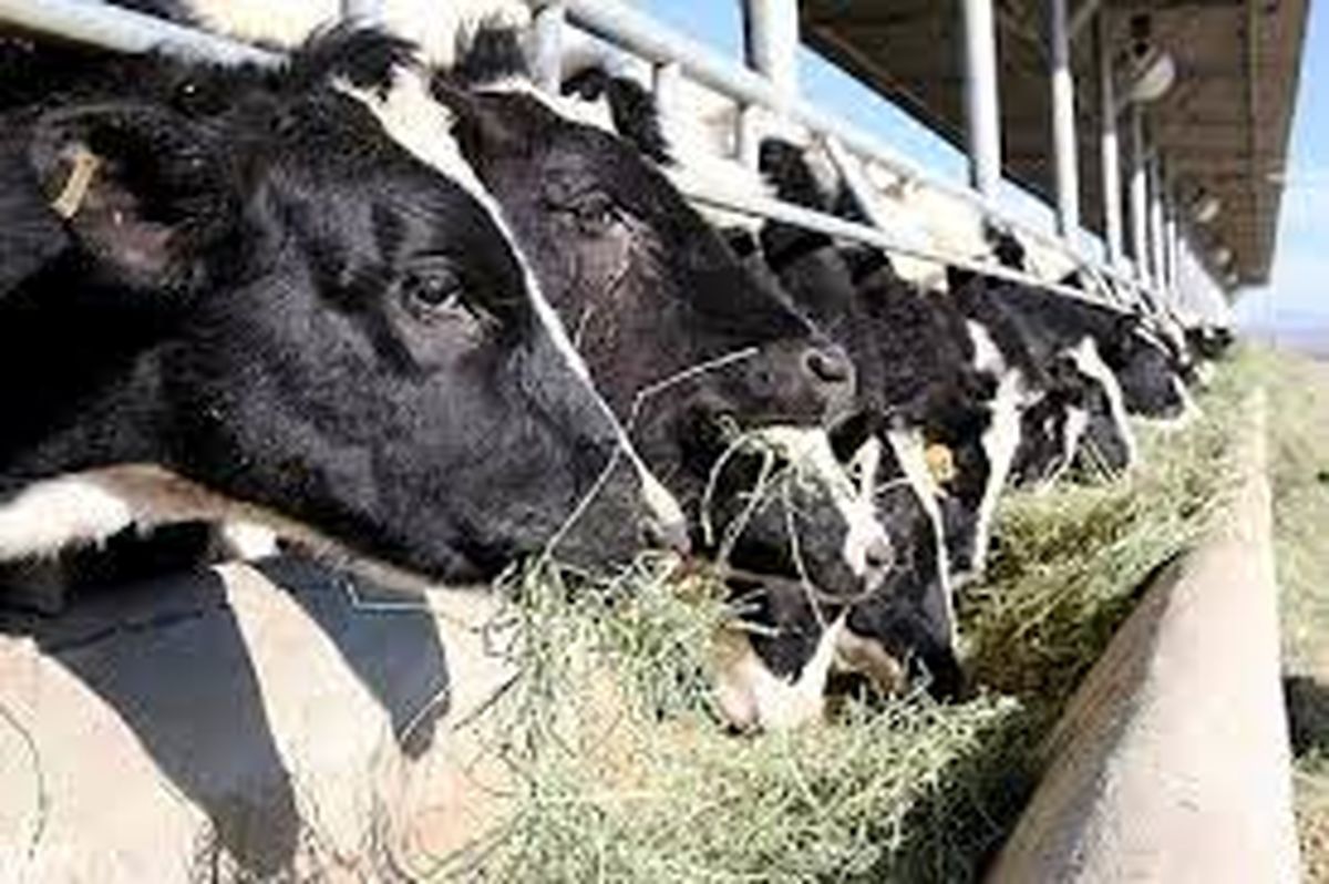 ۹۰ هزار تن نهاده در اختیار دامداران استان تهران قرار گرفت