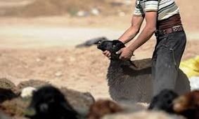 دستگیری سارق احشام در مراغه
