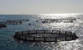 اختصاص آب شور برای توسعه شیلات در خوزستان