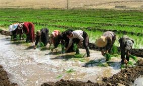 کشت محصولات با مصرف بالای آب در کهگیلویه و بویراحمد محدود شد