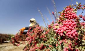 زرشک درخواب دلار/ دپوی یاقوت سرخ در انبارها و سردخانه ها