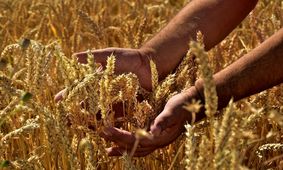 همه‌گیری گیاهی و تاثیر منفی ۳۰ درصدی بر محصولات غذایی