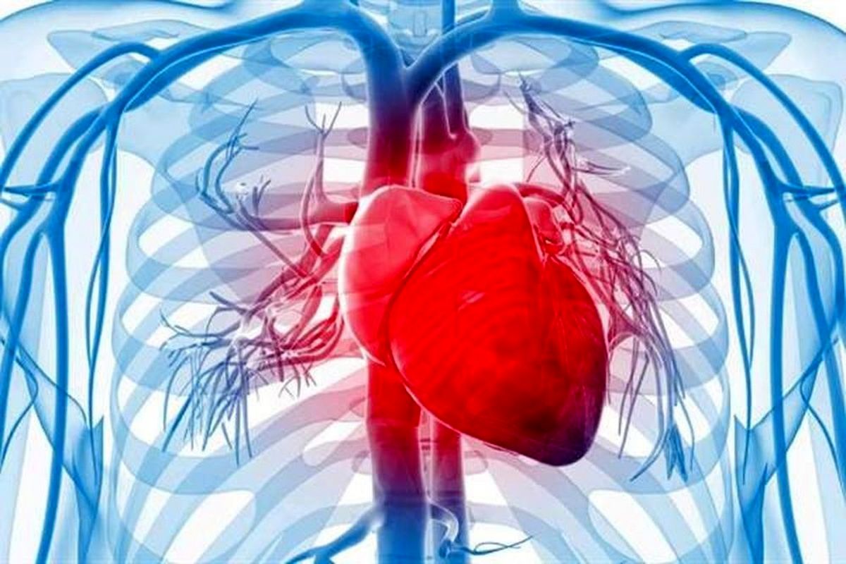 «قلب چرب» سلامت را به خطر می اندازد