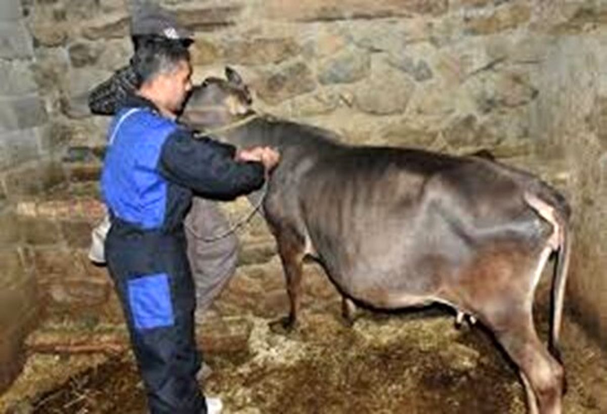 واکسیناسیون بیش از ۲۶۸ هزار راس دام در کردستان