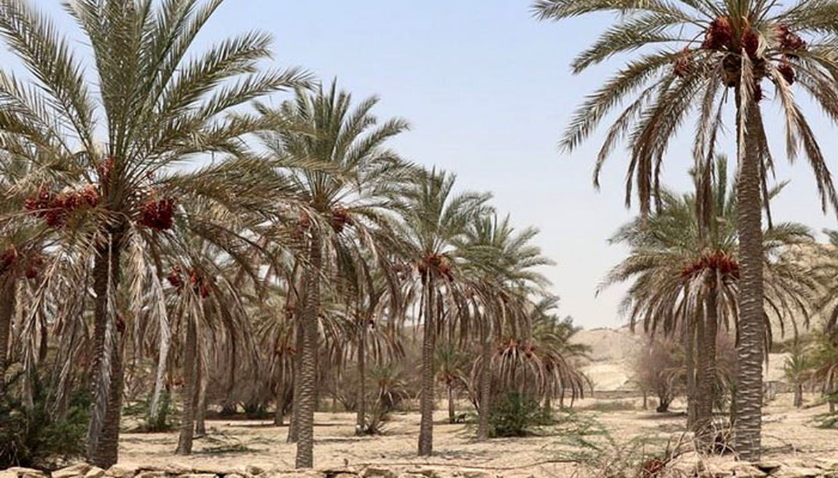 تلف شدن بیش از ۷۰۰۰ نخل در تنش آبی شادگان