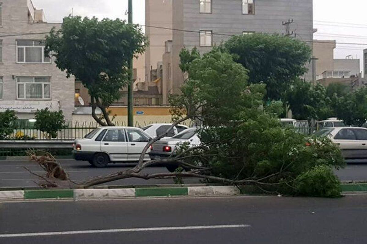 سقوط درخت، جان زن 30 ساله را گرفت