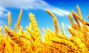 کاهش ۶۵ درصدی تولید گندم