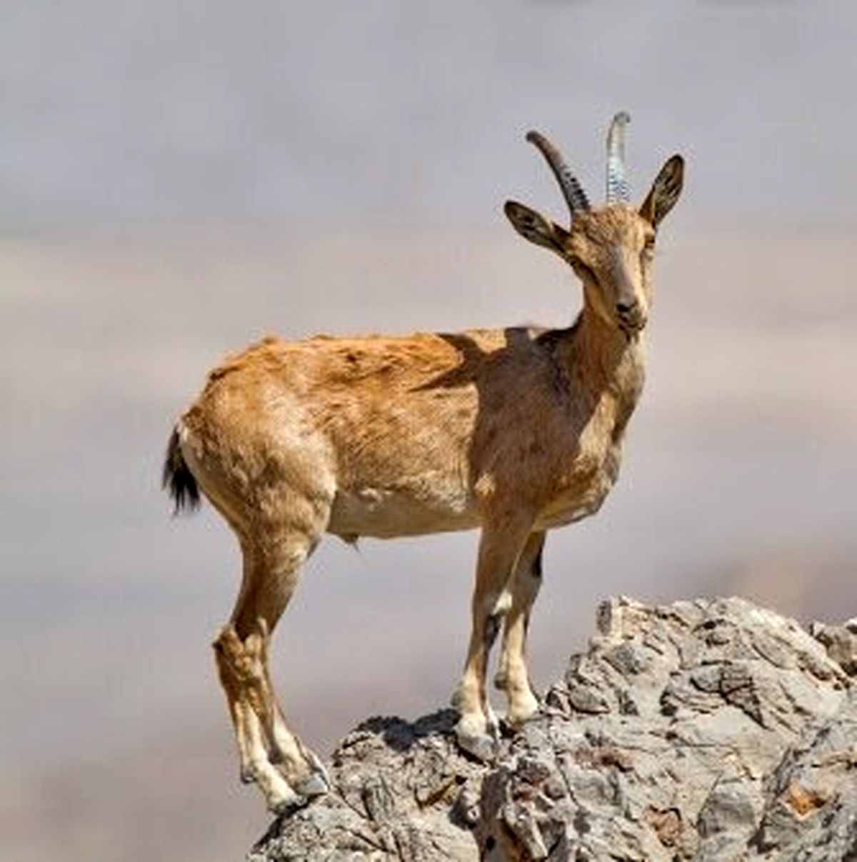 ویروسی به جان حیات وحش خراسان جنوبی