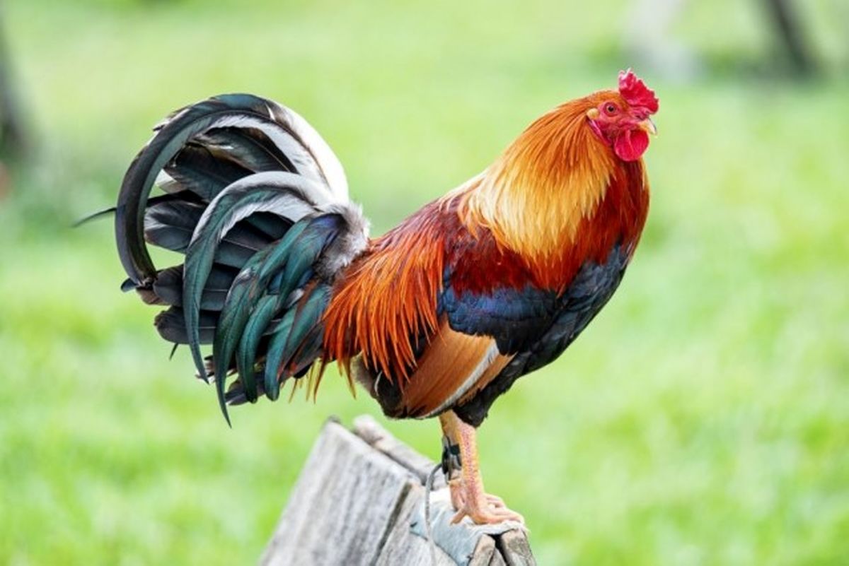 هوش حیرت‌ انگیز خروس برای نجات مرغ/ ویدئو