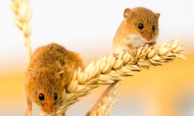 تعداد وعده‌ های غذایی کمتر بیش از میزان کالری لاغر می‌کند