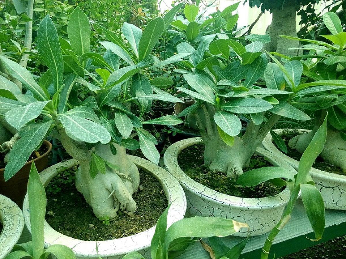 اصول نگهداری رز صحرایی یا آدنیوم در منزل