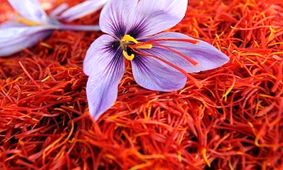 میری :۵۸ تن طلای سرخ صادر شد/نرخ هر کیلو زعفران ۵ میلیون و ۷۰۰ هزار تومان
