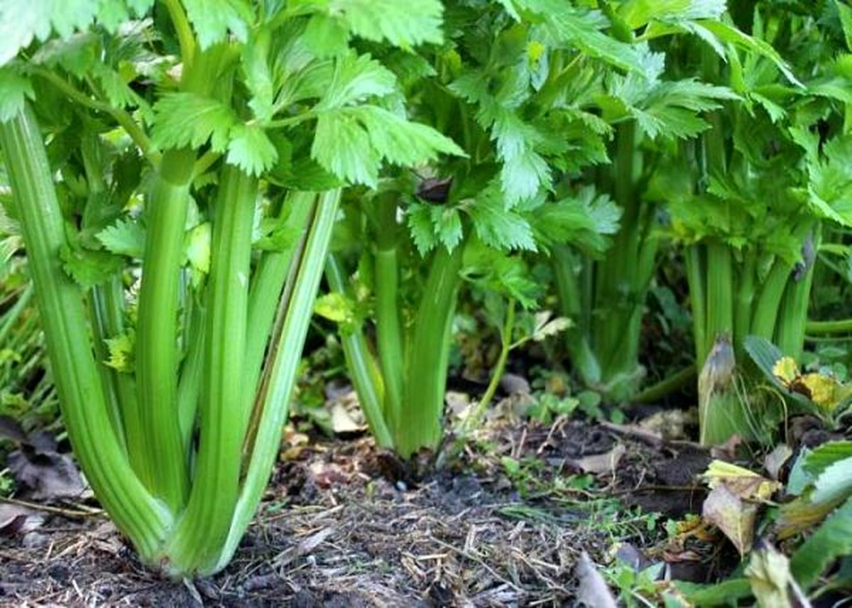 خواص فوق العاده آب کرفس برای سلامتی
