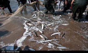 ۴ متخلف صید غیرمجاز در کوهدشت دستگیر شدند