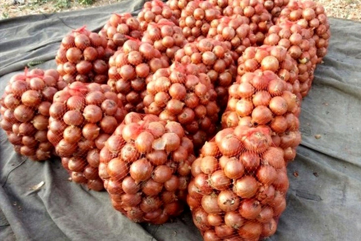  قیمت پیاز گران شد