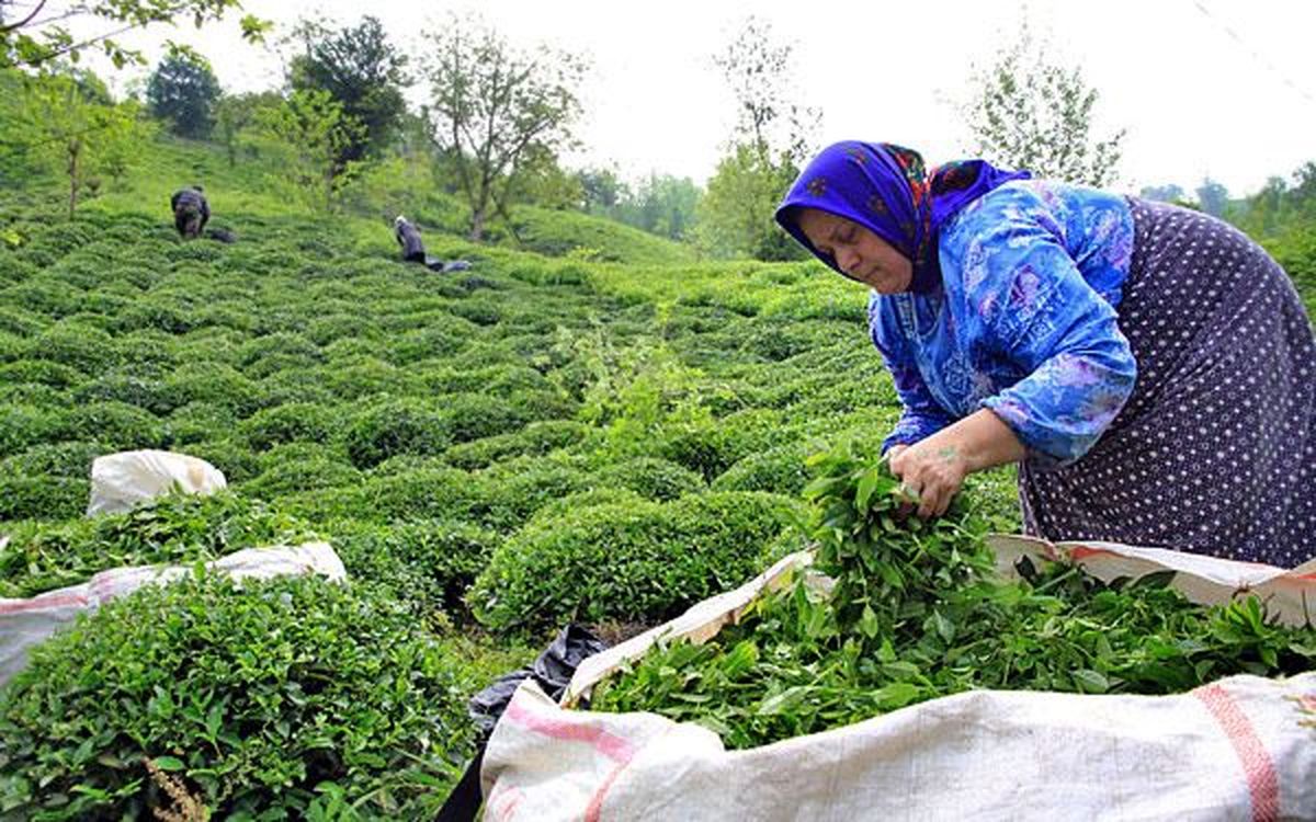 افزایش خودکفایی چای در سال آینده/ نظارت شدید بر چای سنواتی