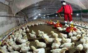 هیچ گزارش آنفلوانزای فوق حاد پرندگان در سمنان داده نشده است