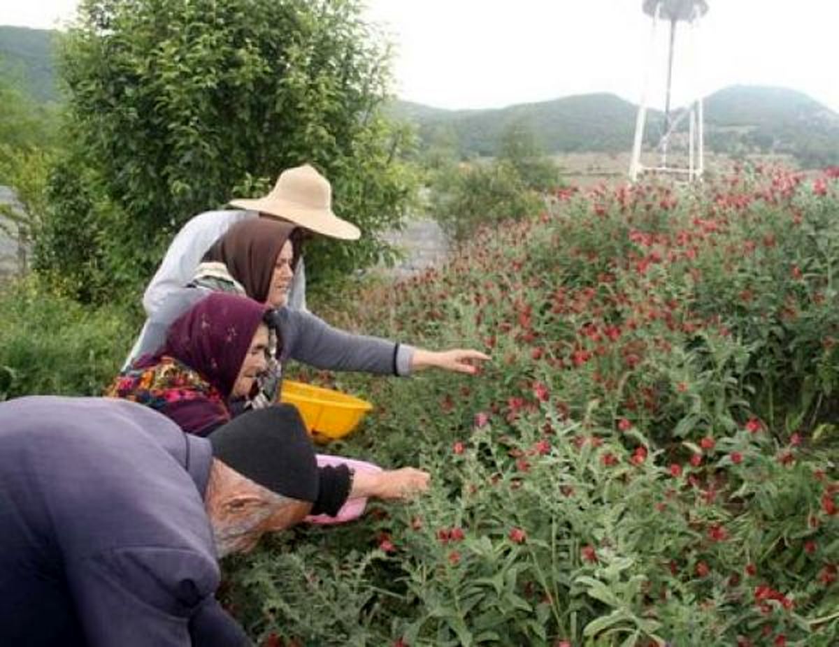 شناسایی۲۳۰۰ گونه گیاهی دارویی در کشور/ ۴۵۰میلیون دلار متوسط درآمد سالانه صادرات گیاهان دارویی