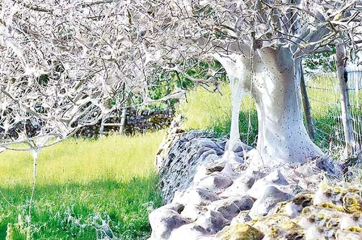 عجیب‌ترین درخت ابریشمی