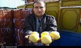 جدید ترین قیمت عمده فروشی انواع میوه+جدول
