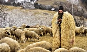 برو خدا رو شکر کن که چوپانی!
