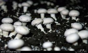مصرف "قارچ" این بیماریها را ایجاد می‌کند