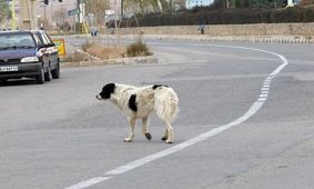 سگ ولگرد با معرفت!