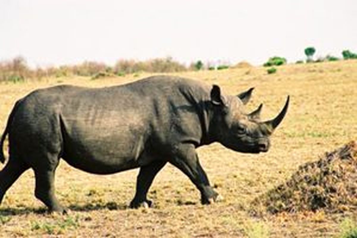 حمله کرگدن به خودروی گردشگران
