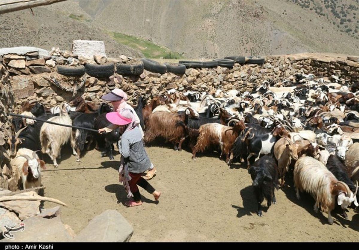 ییلاق عشایر سنگسری از دریچه دوربین