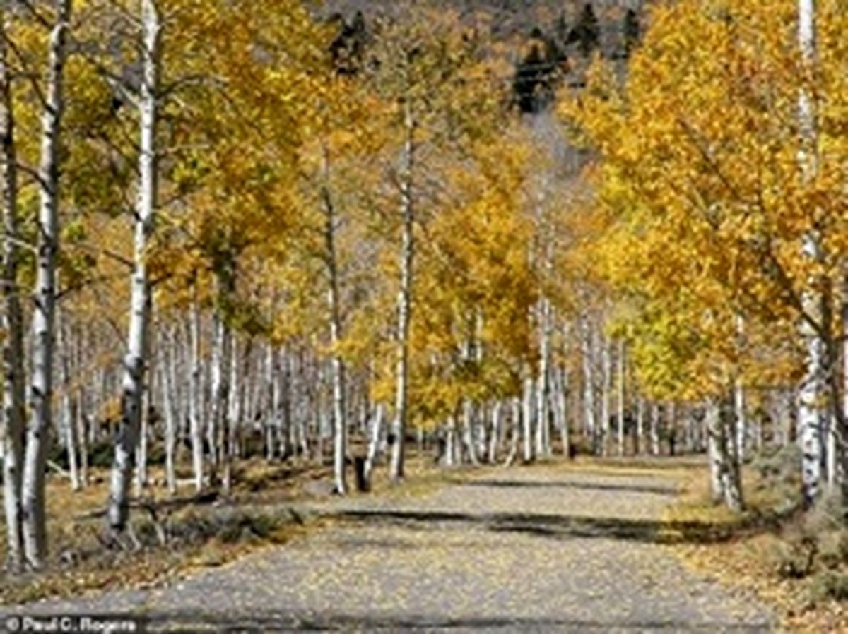 بزرگ‌ترین موجود کره زمین با عمر ۸۰ هزار سال می‌میرد / عکس