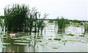 ۷۰ تالاب کشور با لایروبی خشک شد/میلیاردها تومان برای لایروبی تالاب انزلی هدر رفت