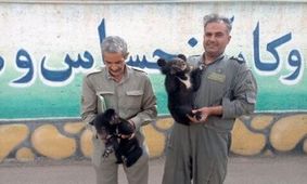 کشف دو توله خرس از یک اتوبوس مسافربری