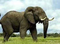 له کردن یک مرد توسط فیل عصبانی در پارک سافاری/ ویدئو 