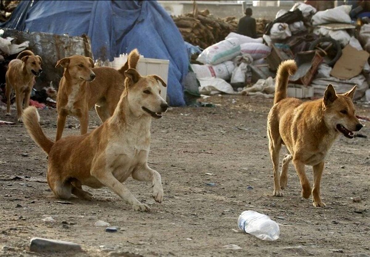 حمله خونین سگ‌ های ولگرد به کودک ۱۰ساله