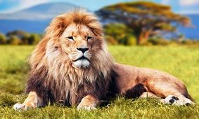 روایتی تازه؛ صحبت امام موسی‌کاظم(ع) با شیر!