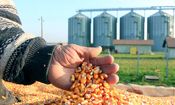 نهاده‌های دامی در ایران؛ از سقوط جهانی تا جهش ۶ برابری داخلی