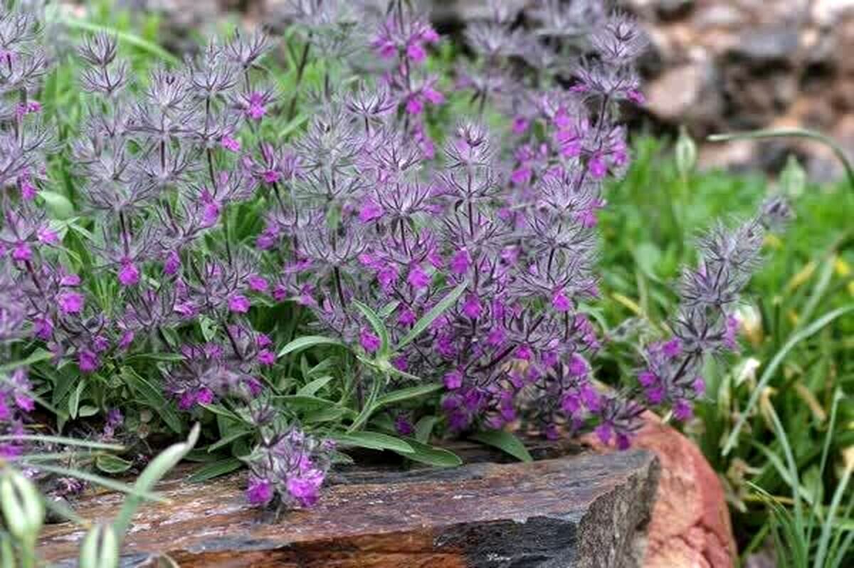 به جای چای این دمنوش را بخورید