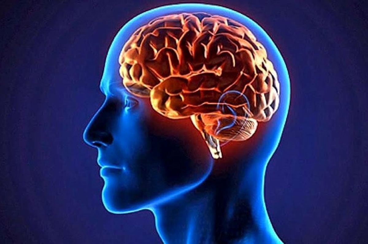 مغز چگونه از خاطرات محافظت می‌کند؟