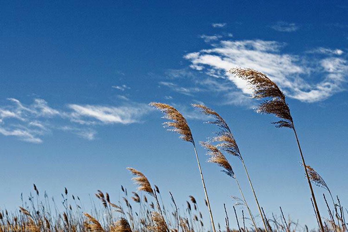 پیش بینی وزش باد شدید در استان قم/ توصیه های کاربردی به کشاورزان و باغداران