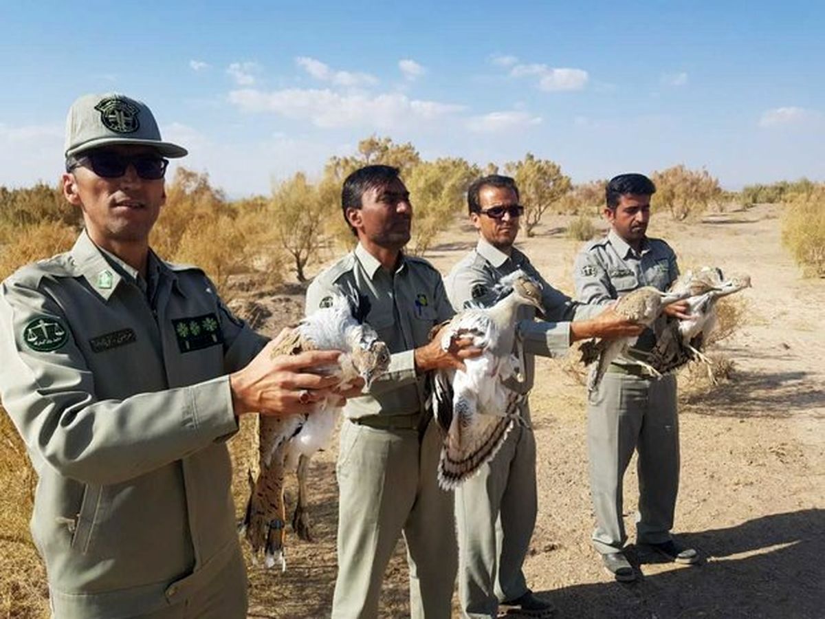 بازگشت چهار پرنده هوبره به آغوش طبیعت