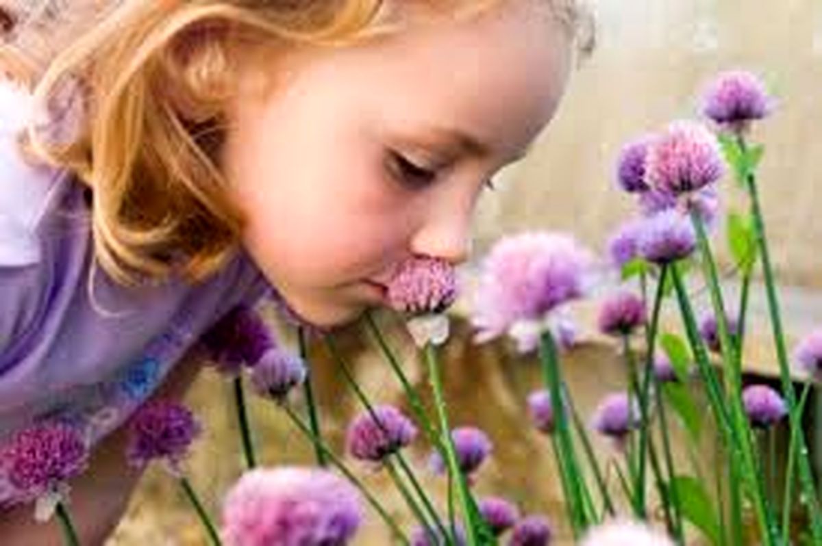 بوها چه تاثیری بر نحوه رفتار موجودات زنده دارند؟
