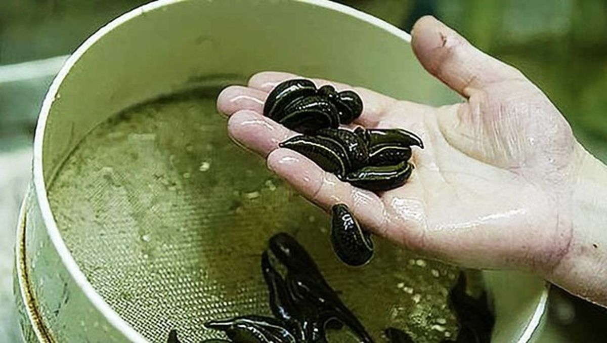 تولید کرم آرایشی بهداشتی از روغن زالو