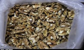 افزایش بی‌رویه قیمت گردو در ارومیه +فیلم