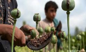 تولید 45 برابری تریاک در افغانستان