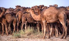 شترها در پارک ملی کویر، حوالی کاروانسرای دیرگچین