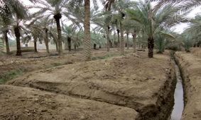 تداوم بارش‌ها حال نخیلات آبادان را خوب می‌کند